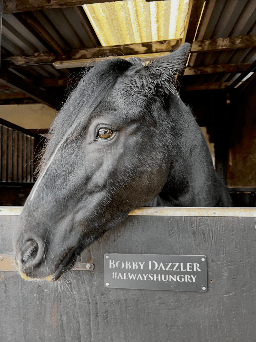 Bobby looking over his stable door
