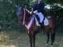Ramall Training - Kathryn Marsh British Dressage Accredited Coach & Livery listing image