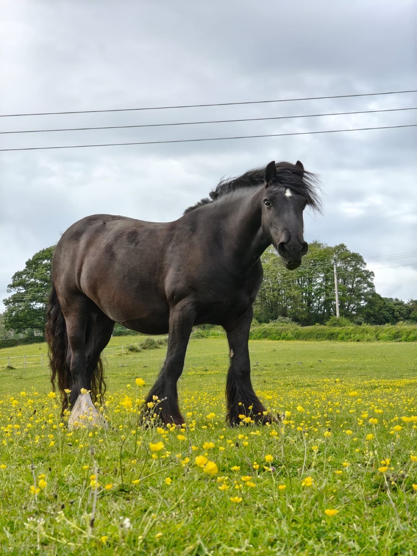 Belle standing in a buttercup field